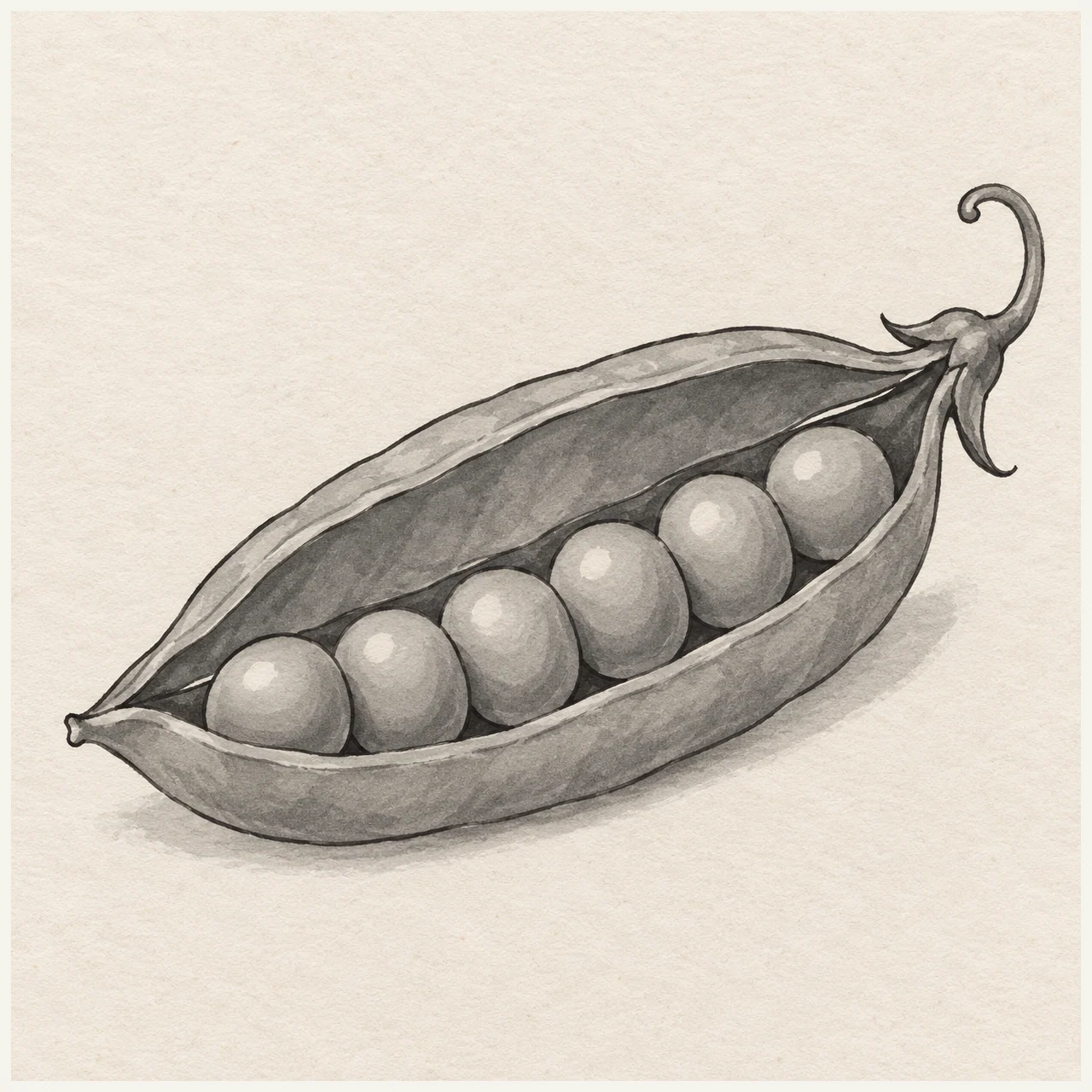 Black and gray marker drawing of an open pea pod containing six rounded peas on textured paper.